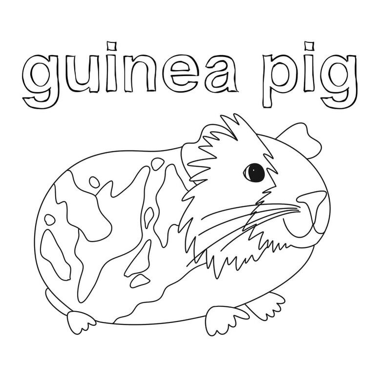 guinea pig coloring printable with font 'guinea pig' above 